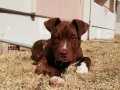 A kalite safkan Rednose pitbull 