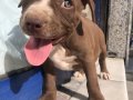 Pitbull rednose