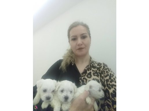 Maltese  bebeklerimiz 
