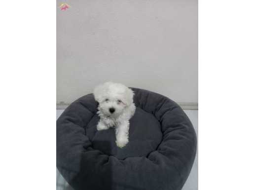 Maltese Bebeklerimiz 