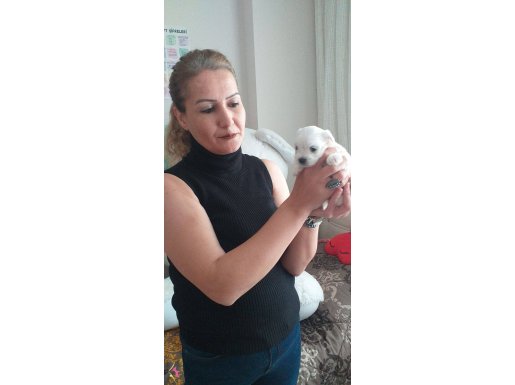 Maltese   