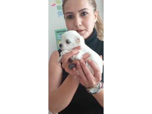 Kar beyaz maltese bebeklerimiz