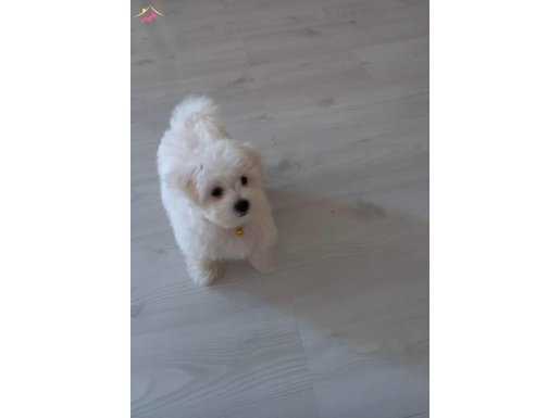 Maltese yavrularım