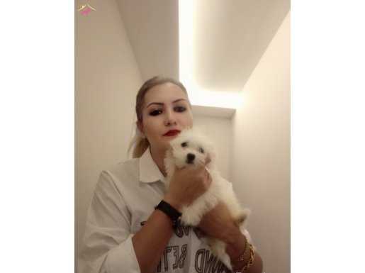 Maltese 