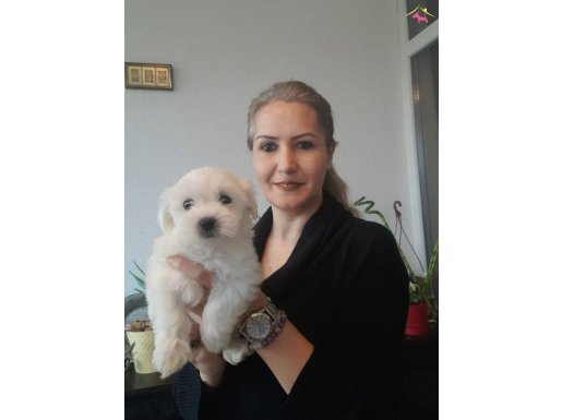 Süs köpeği