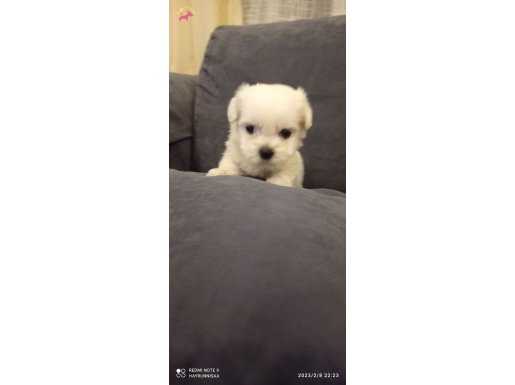 Maltese yavrularımız 