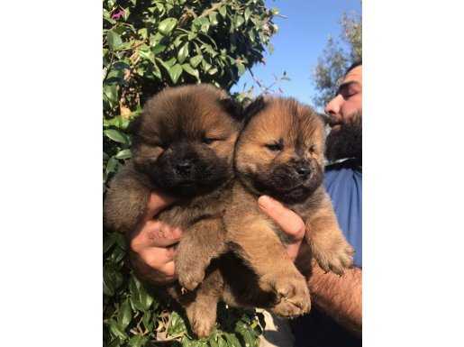 Chow chow
