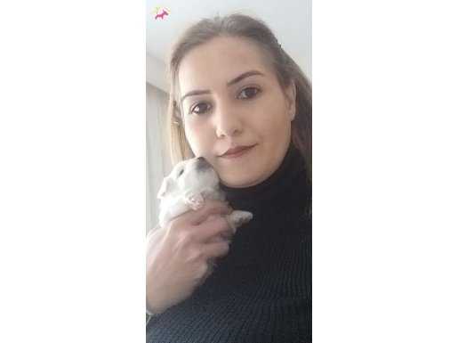 Maltese yavrularımız 