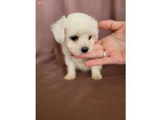Maltese 