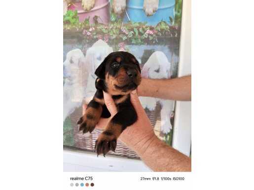 DOBERMAN YAVRULARIMIZ 