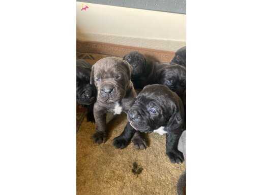 CANE CORSO YAVRULARIMIZ 