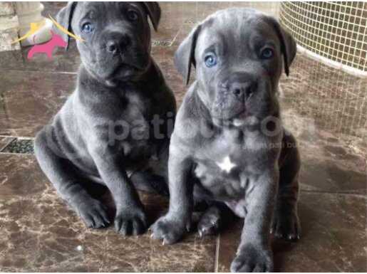 CANE CORSO YAVRULARIMIZ