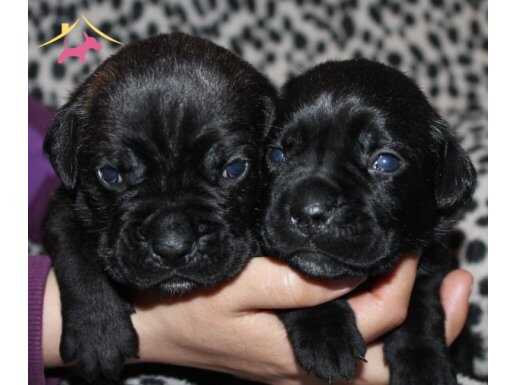 CANE CORSO