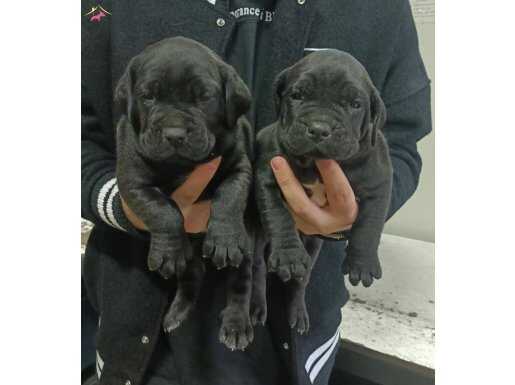 Cane corso yavrularımız 