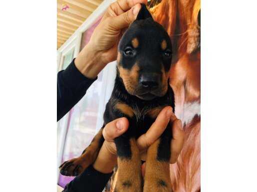 DOBERMAN