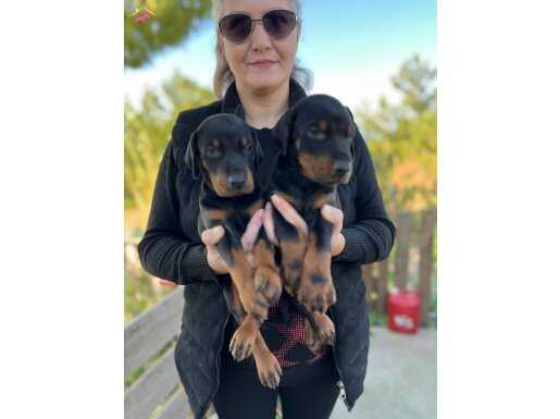 DOBERMANN