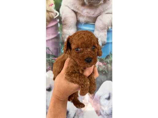 Poodle 
