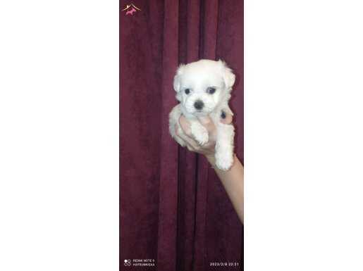 MALTESE YAVRULARIMIZ