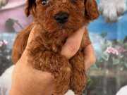 Poodle 