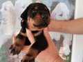 DOBERMAN YAVRULARIMIZ 