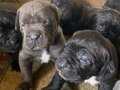 CANE CORSO YAVRULARIMIZ 