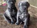 CANE CORSO YAVRULARIMIZ