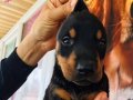 DOBERMAN
