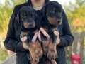DOBERMANN