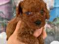 Poodle 