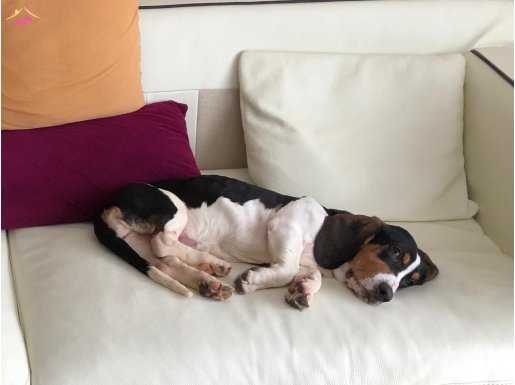 4 aylik basset hound