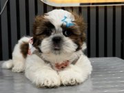 3 aylık kendi köpegimin  yavrulari üretici değilim 