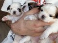 Anne Baba Kendi Köpeğimiz Saf Irk Orjinal Shihtzu 