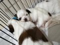 Anne Baba Kendi Köpeğimiz Saf Irk Orjinal Shihtzu 