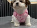 3 aylık kendi köpegimin  yavrulari üretici değilim 