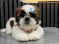 3 aylık kendi köpegimin  yavrulari üretici değilim 