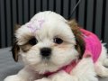 3 aylık kendi köpegimin  yavrulari üretici değilim 