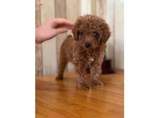 Safkan toypoodle