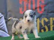 SAFKAN BORDER COLLIE ZEKA KÜPÜ YAVRULAR 