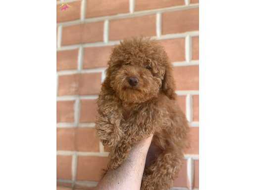 A KALİTE SAFKAN RED TOY POODLE ERKEK 