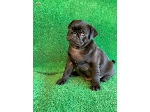 SİYAH ERKEK PUG MOPS EN ÖZEL NADİR RENK 