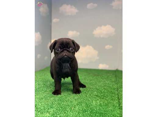 YÜKSEK KALİTE SİYAH PUG MOPS GÜL KUYRUK