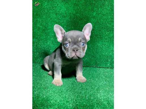 MUHTEŞEM GÖZ RENGİ LİLAK TAN FRENCH BULLDOG 