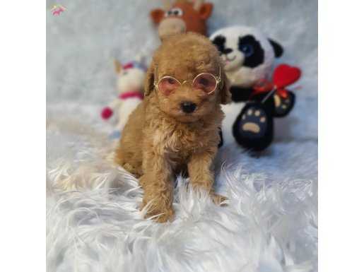 DİŞİ VE ERKEK SAFKAN TOY POODLE BEBEKLER