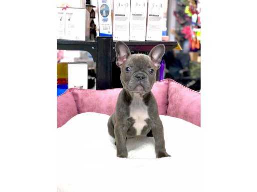 ÜST DÜZEY ANATOMİ BLUE FRENCH BULLDOG 