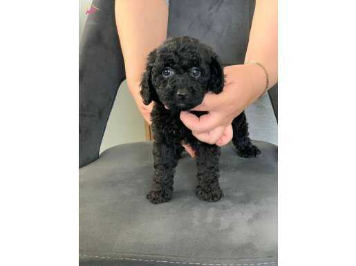 ANNE YANINDA SAFKAN ORJİNAL SİYAH POODLE YAVRULARI