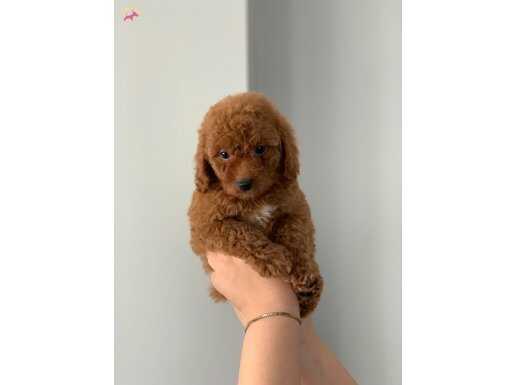 KENDİ KÖPEĞİMİZİN YAVRULARI ORJİNAL ERKEK POODLE 