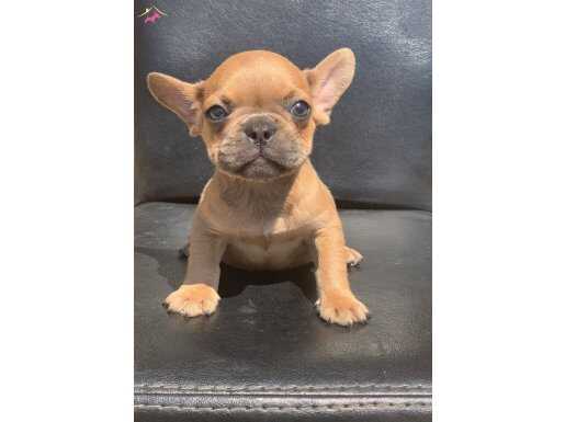 CREAM FAWN RENGİ HARİKA ANATOMİK YAPIDA FRENCH BULLDOG ERKEK