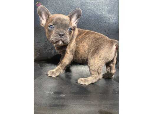 TİGER DESEN BLUE BRİNDLE ERKEK FRENCH BULLDOG