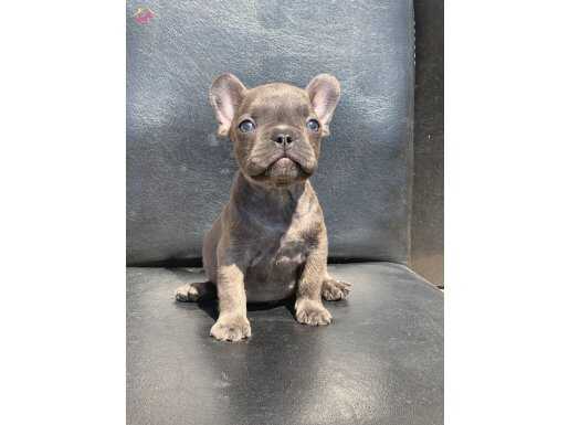 EGZOTİK FRENCH BULLDOG IRKININ KRALI BLUE ERKEK