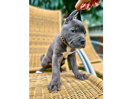 ORJİNAL ETKİLEYİCİ GÜZELLİKTE CANE CORSO YAVRU